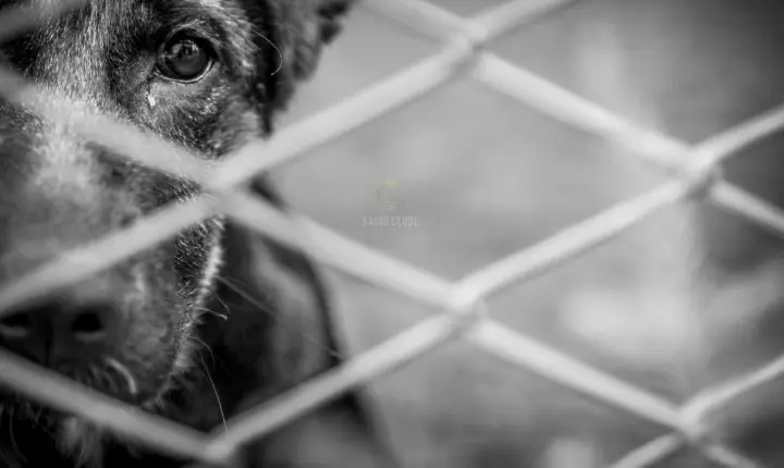 Arguido por maus-tratos a animais e resgate de 124 animais