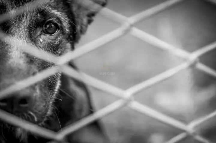 Arguido por maus-tratos a animais e resgate de 124 animais