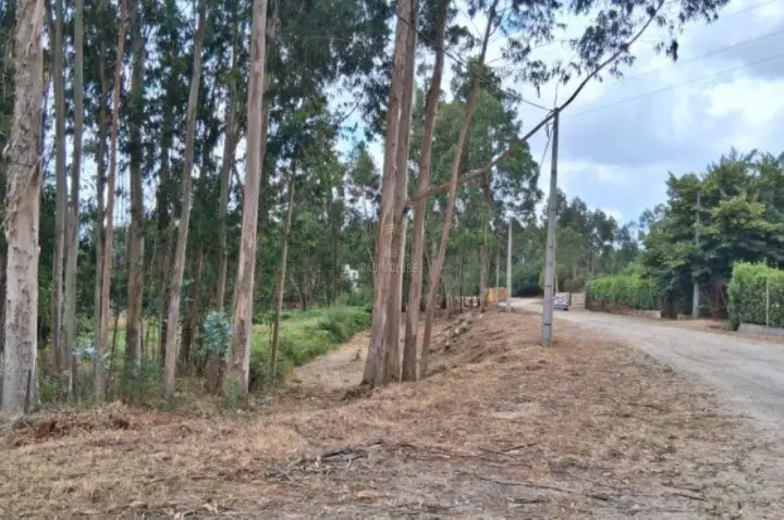 Concluída execução de 22 hectares de faixas de gestão de combustível