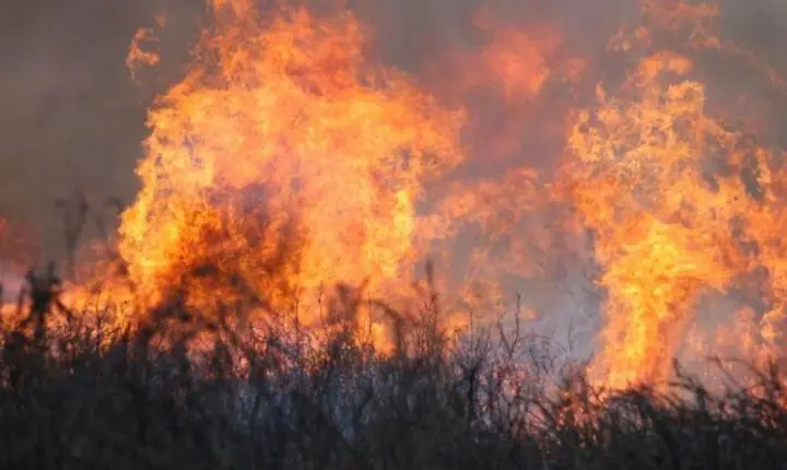 Paços de Ferreira lança procedimento digital para autorizar trabalhos agrícolas e florestais em dias de risco de incêndio