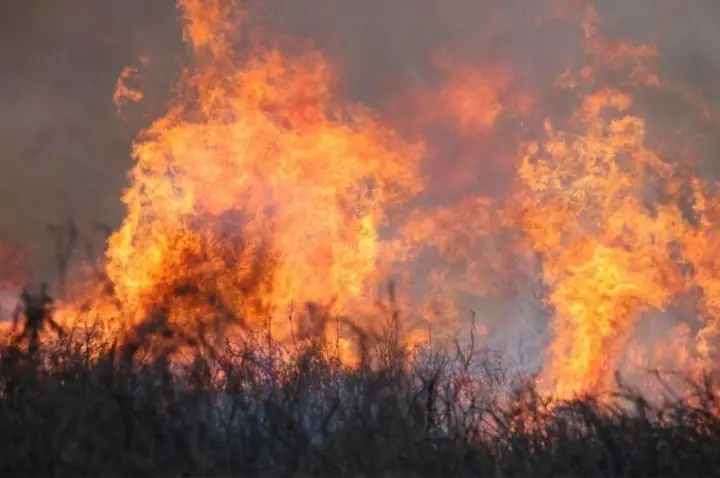 Paços de Ferreira lança procedimento digital para autorizar trabalhos agrícolas e florestais em dias de risco de incêndio