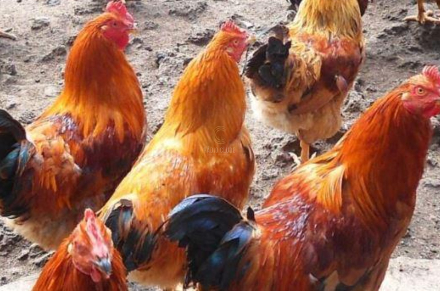 Dois arguidos pelo furto de capões em Freamunde