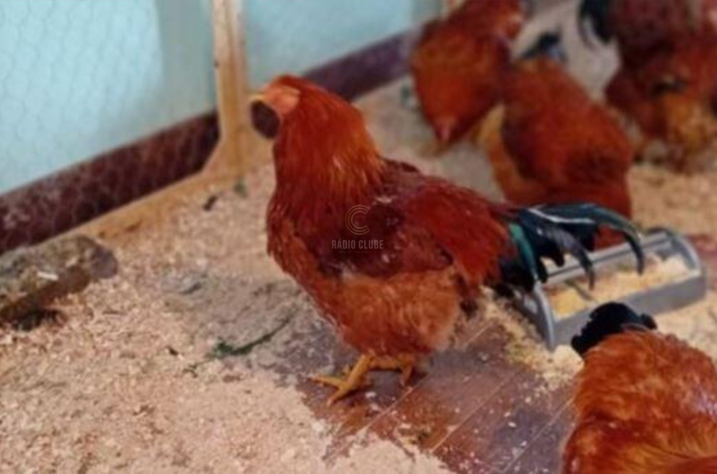 Furto de 220 Capões em Freamunde