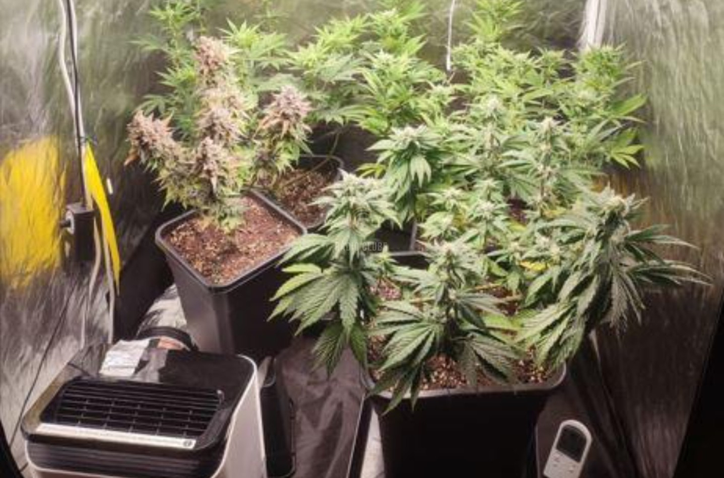 Santo Tirso, Trofa e Vila do Conde - 14 detidos em Operação Especial de Prevenção Criminal