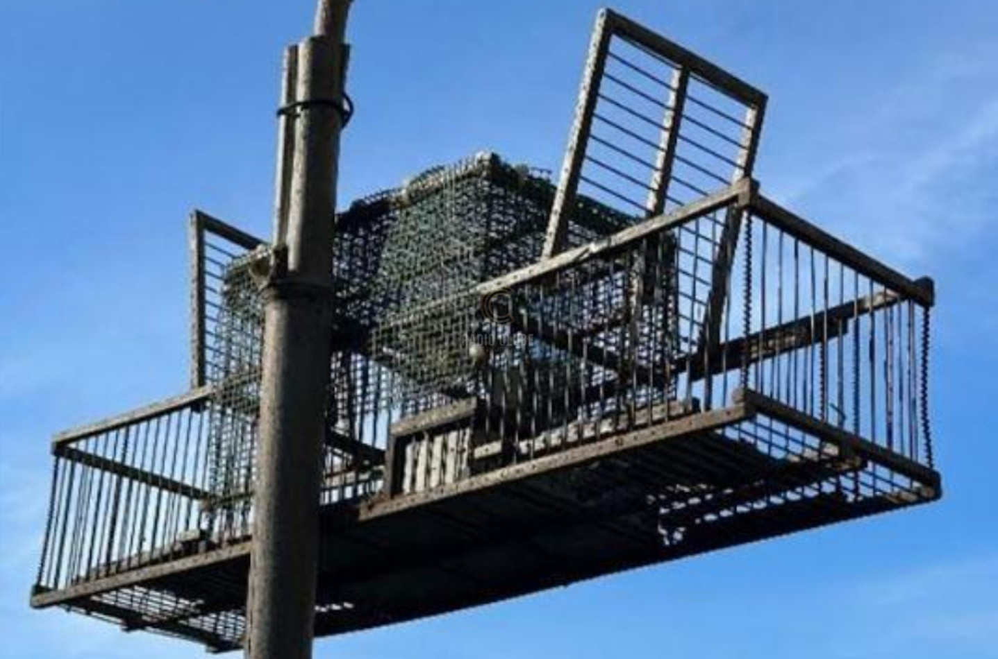 Vila do Conde - Detido por crime de dano contra a natureza