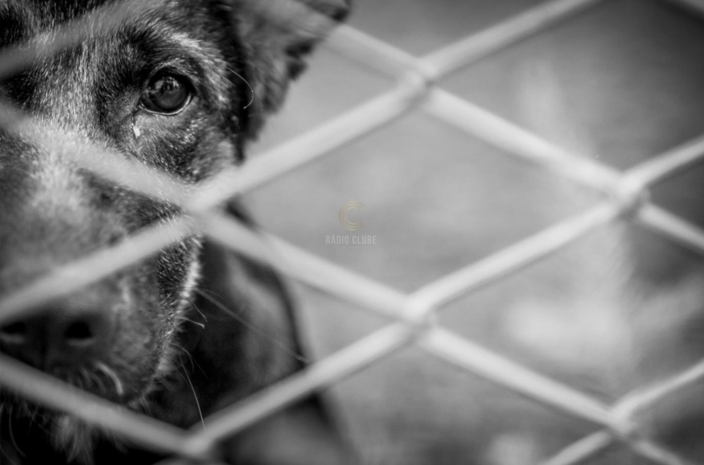 Arguido por maus-tratos a animais e resgate de 124 animais